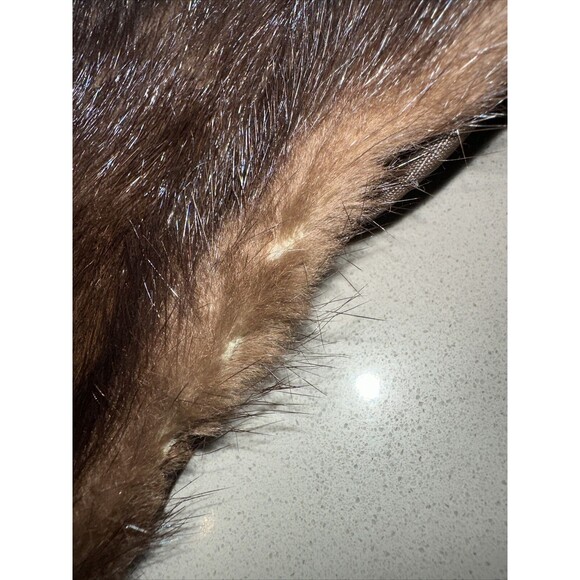 Vintage 20's Evans Chicago Fur Mink Stole Collar Wrap Shawl Camel Fully Lined - Picture 10 of 15
